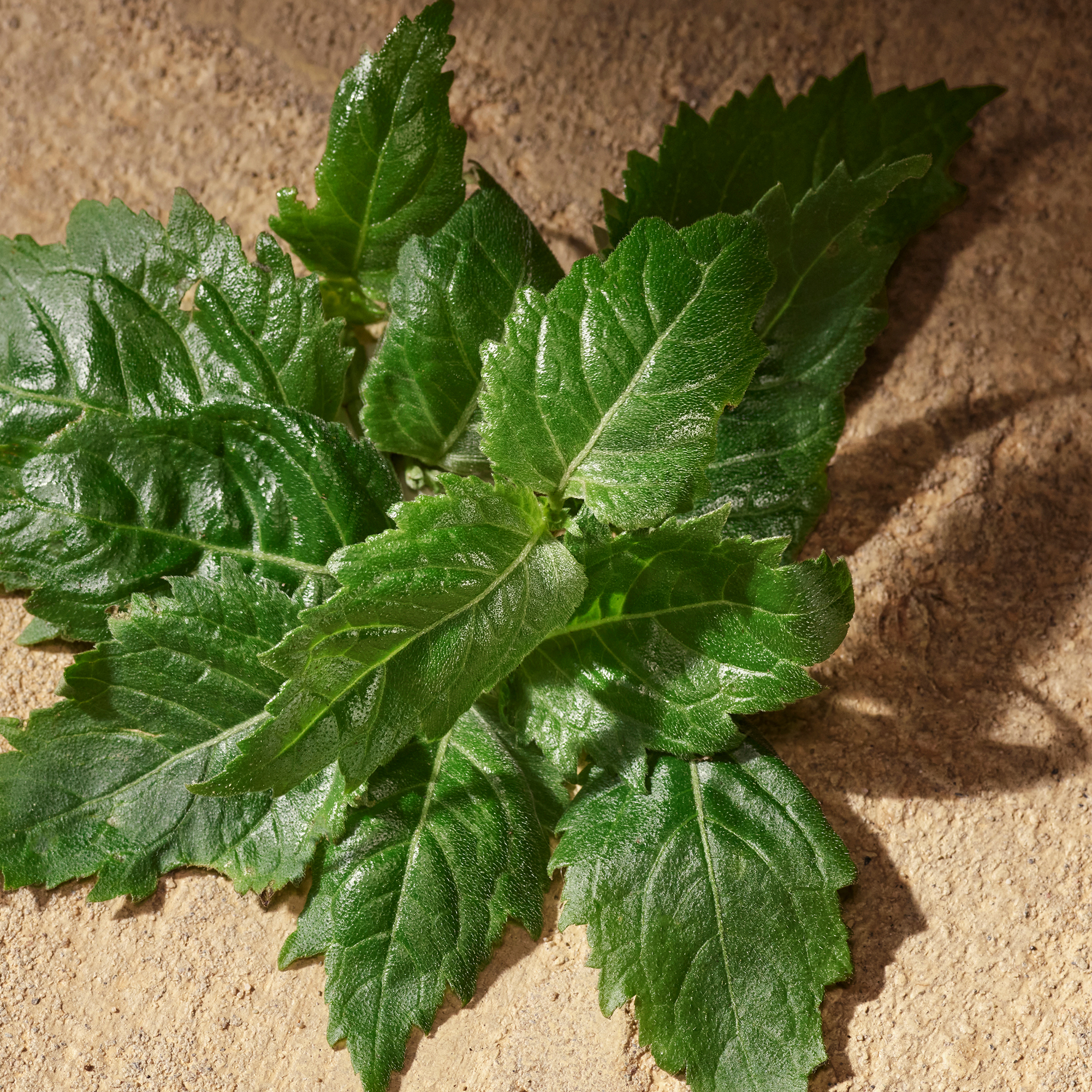 Dolce&Gabbana Devotion for Men Eau de Parfum (EdP) Dolce&Gabbana Devotion for Men Eau de Parfum (EdP)