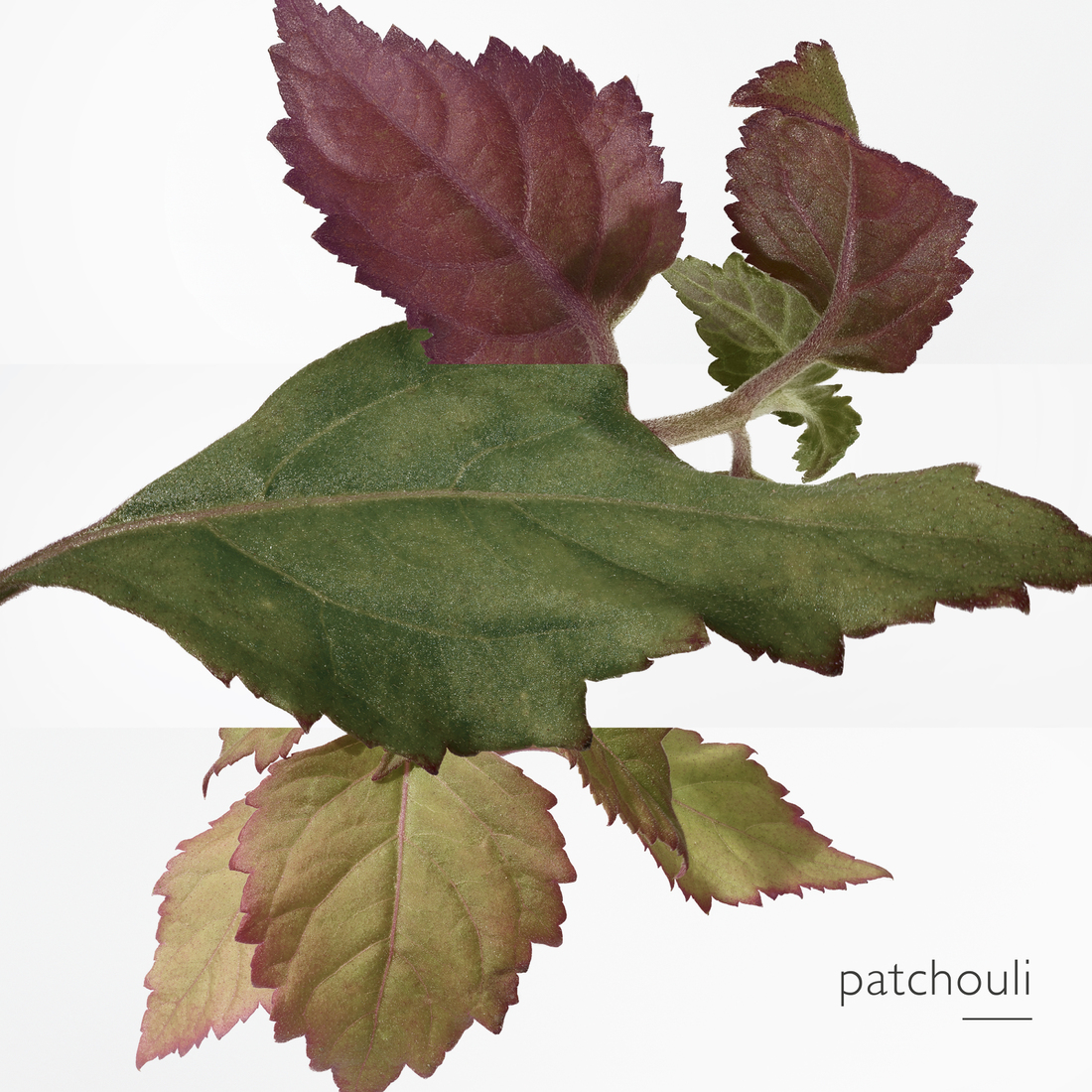 HERMÈS ELIXIR DES MERVEILLES EAU DE PARFUM HERMÈS ELIXIR DES MERVEILLES EAU DE PARFUM